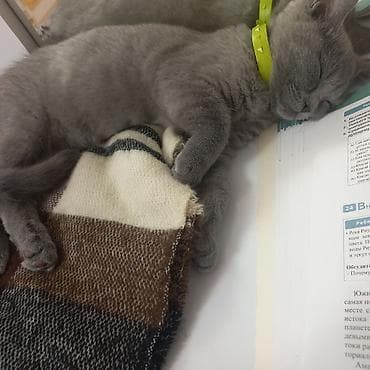 british pişik: Britan, Dişi, Yaxşı əllərə, Ünvandan götürmə — 4