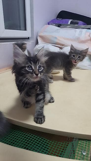 pișik: ПАПА - МЕЙНКУН,МАМА-ШОТЛАНДКА. КОТЯТАМ 1,5 МЕСЯЦА. ХОДЯТ В ЛОТОК,ЕДЯТ — 1