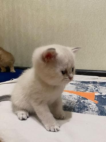 heyvan pişik: Britaniya tipli balaca pişiklər - Cins: Scottish Fold və British — 4