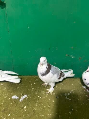 goyercin uzuyu: Məhsul: Qab-qara naxışlı ağ göyərçinlər dəsti Təsvir: - Şəkillərdə 5 — 4