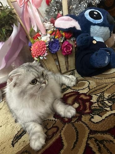 Digər heyvanlar: Şotland yastı qulaq, Dişi — 6