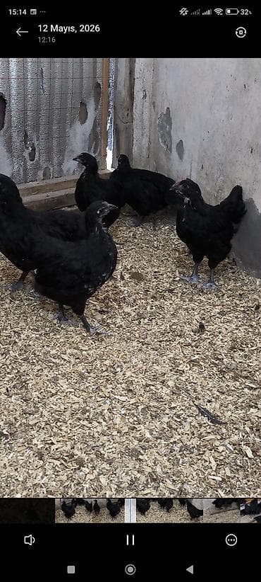 toyuq dami: Toyuq, Australorp, Damazlıq, Ünvandan götürmə — 1