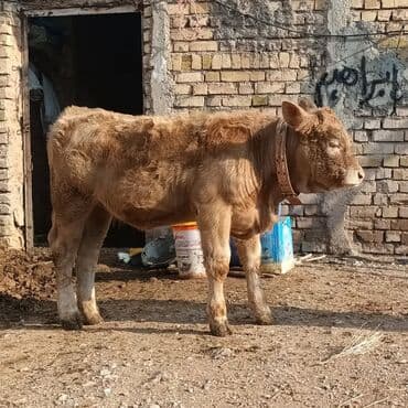 Satılır: dana - Cins: ehtimalən yerli ət istiqamətli (sarı-qəhvəyi