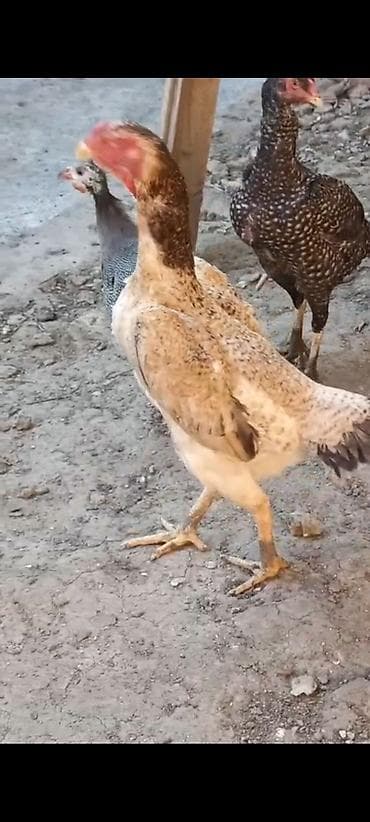 Kənd təsərrüfatı quşları: Satılır: 2 illik o şamodu hal hazırda yumurtuyur (Aseel tipli) xoruz — 4