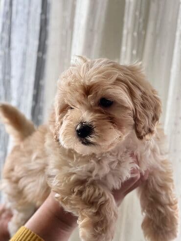 pomeranian spitz satilir: Malta bolonka, 1 ay — 1