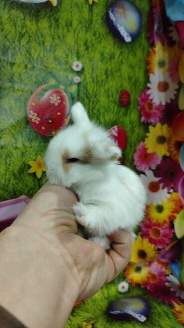 работа выгул собак бишкек: Karlik dovsan lar var satisda Vatsapda aktivdi Dovsan ayit Qefes de — 4