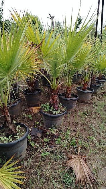 пластик окна: Bağ və landşaft üçün dekorativ bitkilər – müxtəlif növ əkilməsi hazır — 6