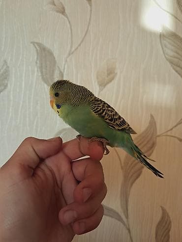 it qiz sekilleri: Tam saglam el quşudu baladı öyredmek üçün tam rahatdır — 3