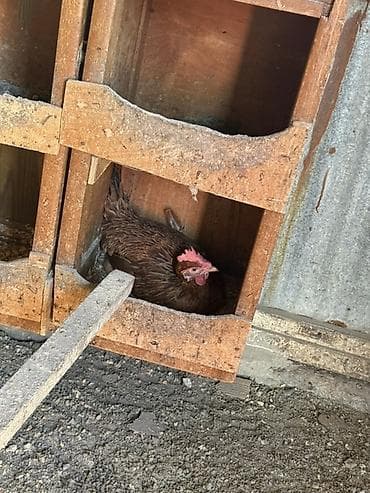 Qırt toyuq keçen ilin feresidi 2 gündü küt yatır — 2