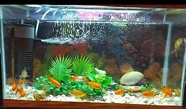 xiaomi akvarium: Dördbucaq akvarium, Balıqlarla birlikdə, 160 l, Pulsuz çatdırılma — 2