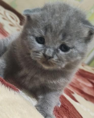 Şotland, Erkək, Dişi, Yaxşı əllərə, Ünvandan götürmə, Pulsuz çatdırılma, Ödənişli çatdırılma