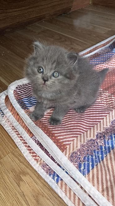 siam pişik: Britan, Erkək, Dişi, Yaxşı əllərə, Ünvandan götürmə — 4