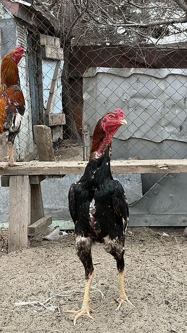 hamster satis: Heyratı xoruzu satılər hündür olan yaşı tamam olmuyub heç 10 aylıqında — 4