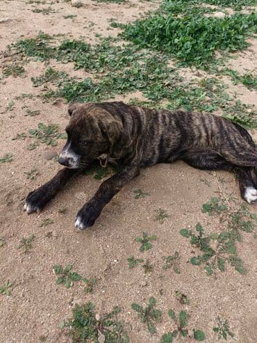 3 ay, Dişi, Peyvəndli, Ünvandan götürmə