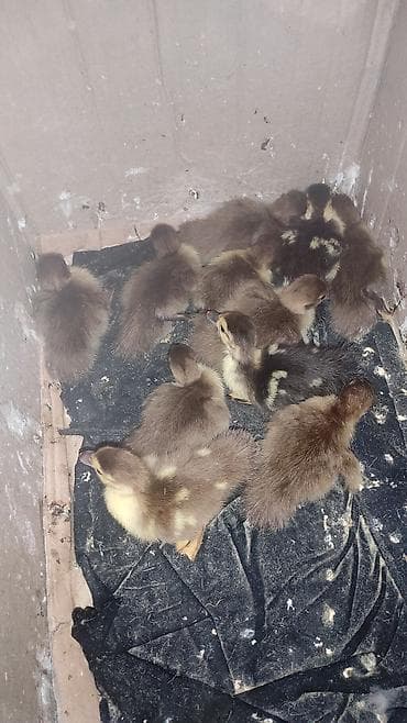 Dişi, | Macar, Damazlıq, Ünvandan götürmə lalafo.az -da Dişi, | Macar, Damazlıq, Ünvandan götürmə