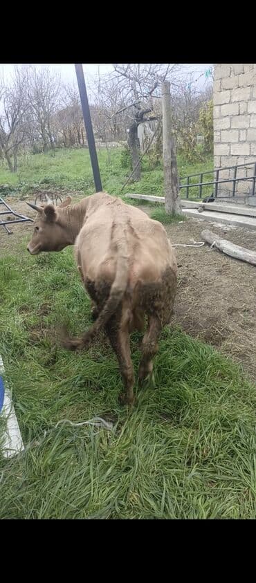 mal satisi: Dişi, il: 2, 160 kq, Damazlıq, Ünvandan götürmə — 6