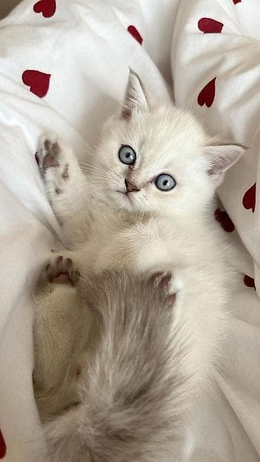 heyvan paltarı: Britan, Erkək, Yaxşı əllərə, Ödənişli çatdırılma — 2