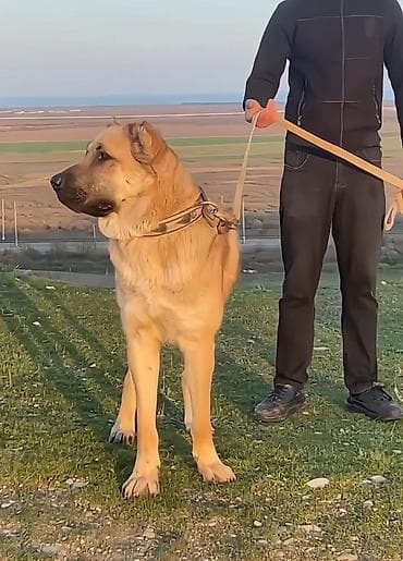 cins itler: İt (köpək) – Böyük cüssəli /iqtisad tipli it Xüsusiyyətlər: - Rəng — 3