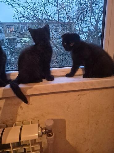 avcarka balası: Şotland yastı qulaq — 5