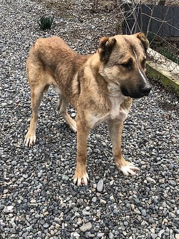 С/х животные и товары: 1 год, Самец, С прививками, Самовывоз — 1