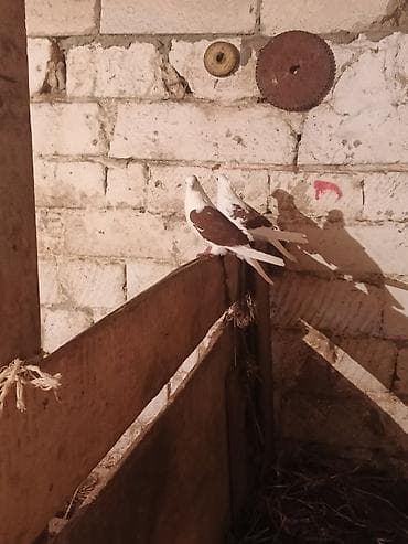 Птицы: Salam iran miz kekiller bir cüt satılır reyal alıcıya endirim olacaq — 9