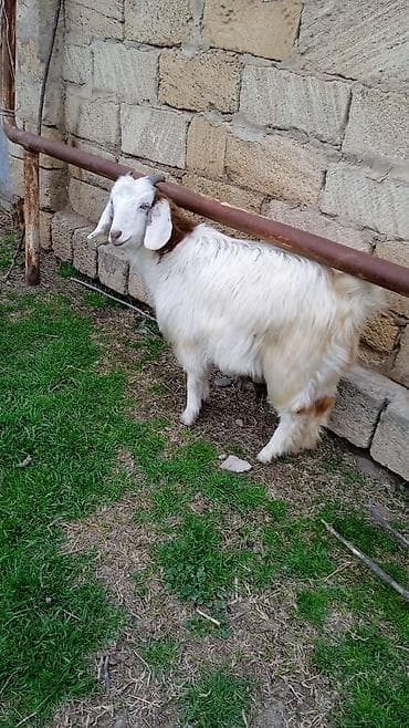 Pişiklər: Salam cebişler 3 ayliqdilar 110 manat heleb birinci qarına doğacaq — 2