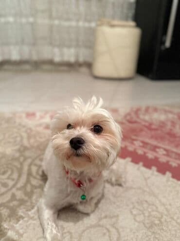 породистые собаки в добрые руки: Malta bolonka, 2 il, Dişi, Sənədli — 3