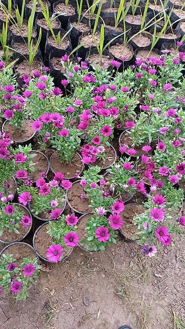 Rəngarəng ranunkulus (Buttercup) çiçəkləri – dekorativ dibçək və ya