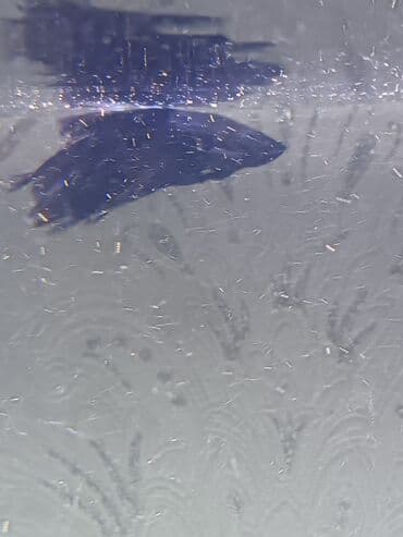 it satışları: Betta (Petuşok balığı), Sülhsevər — 2