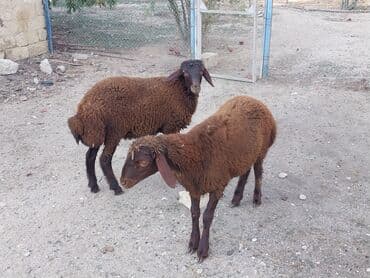 bakida cins ineklerin satisi: Salam iki erkəy quzu satılır göz qabagındadır saglamdılar qiymət ikisi — 5