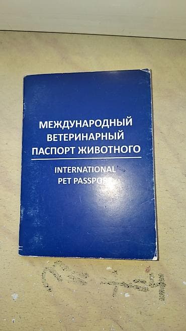 Heyvanlar üçün mallar: Bigl, 4 il, Erkek, Sənədli, Ünvandan götürmə — 6