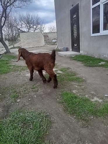 it adlari disi: Salam Çəpiş 3aylıqdır Naturalnı Hələpdir — 3