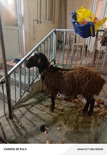 qoyun mal: Qoyun – yerli quyruqlu tip - Cins tipi: yerli (quyruqlu), qara — 8