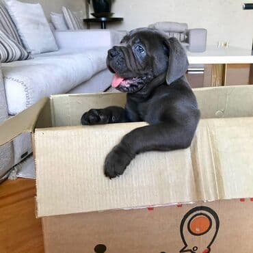 sibir xaskisi iti: Kane-Korso — 6