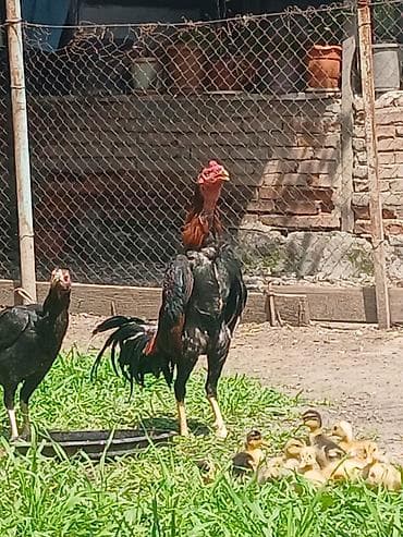 Salam aleykum herkese heyratı colpası satlr 9 aylqdı super colpadı