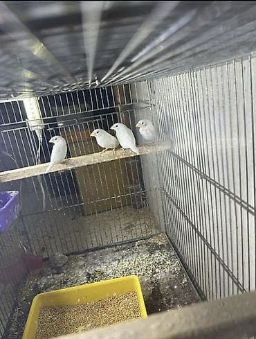 texas bildircin satisi: Ağ yapon maya amadinlər. 1 cüt, ikisi də mayadır. Biri 20 azn — 2