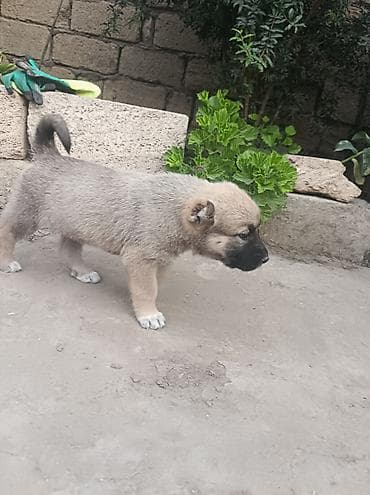 it satisi afcarka: Çoban iti balaları 3 dənəsi 2 dişi 1 erkey təcili pul lazımdır deyə — 2