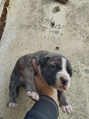 avcarka balasi satisi: Pitbul, 1 ay, Ödənişli çatdırılma — 10