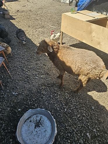 Salamlar ALLAH qurbanlarnızî qebul etsin qurbanlıq ve damazlîq quzular