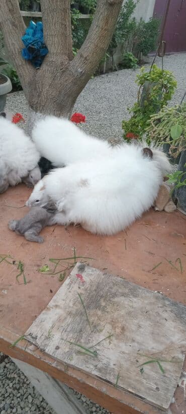 bala dovşanlar: Akor bala 10m — 9