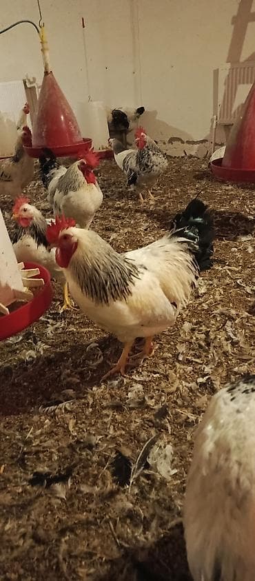 damaz: Xüsusiyyətlər: - Rəng: ağ əsaslı, boyun və quyruqda qara-lələklə — 4