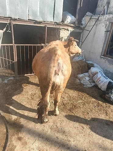 inəylər: Satılır: inək – Cins: sarı rəngli, buynuzlu inək – Məhsuldarlıq — 4