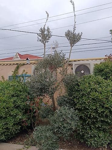 Zeytun ağacı – dekorativ, çoxgövdəli formaya sahib yetkin bitki