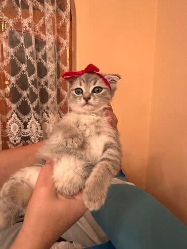 pişik cütleşdirme: Şotland yastı qulaq, Dişi — 3