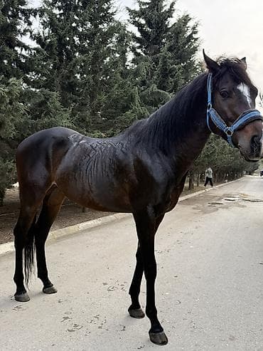 cins at: Erkək, il: 5, Ünvandan götürmə — 1