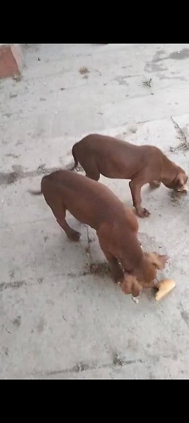it ucun bellik: Pitbul — 1