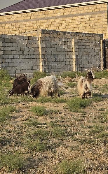 Mal-qara: Heyvanlar tam sağlamdır 1 erkək 3 dişidir ikisi bir dəfə doğub biri — 9