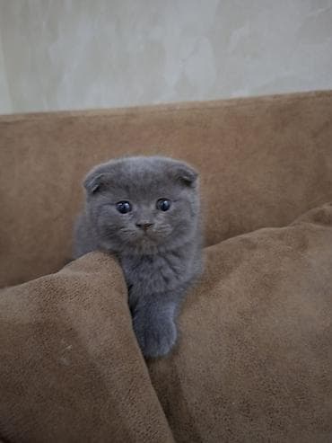 Кошки: Шотландская вислоухая, Самец, Самовывоз — 3