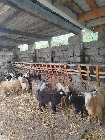 Salam.munasib qiymətə umumi 5 kecidi.1i cüt erkey balali 2gunluk