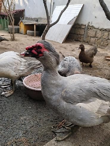 Quşlar: Balacalar 15 m Böyuklər 45m Muscovy ördəkləri (indo duck) – müxtəlif — 1